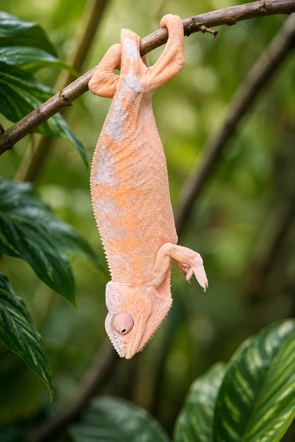 Lemoncello, Ambilobe Panther Chameleon