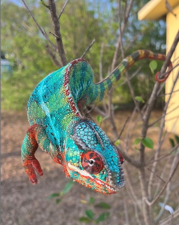 Triton, Ambilobe Panther Chameleon