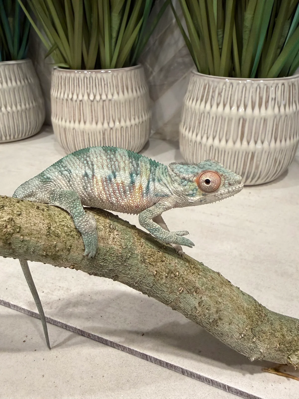 Auggie, Ambilobe Panther Chameleon