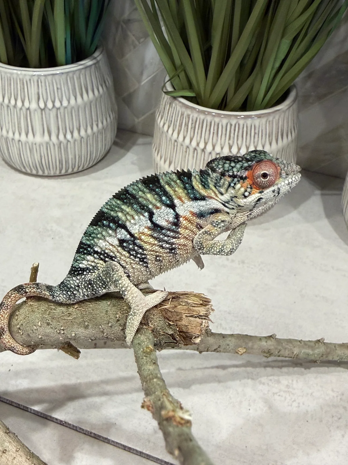 A10, Ambilobe Panther Chameleon