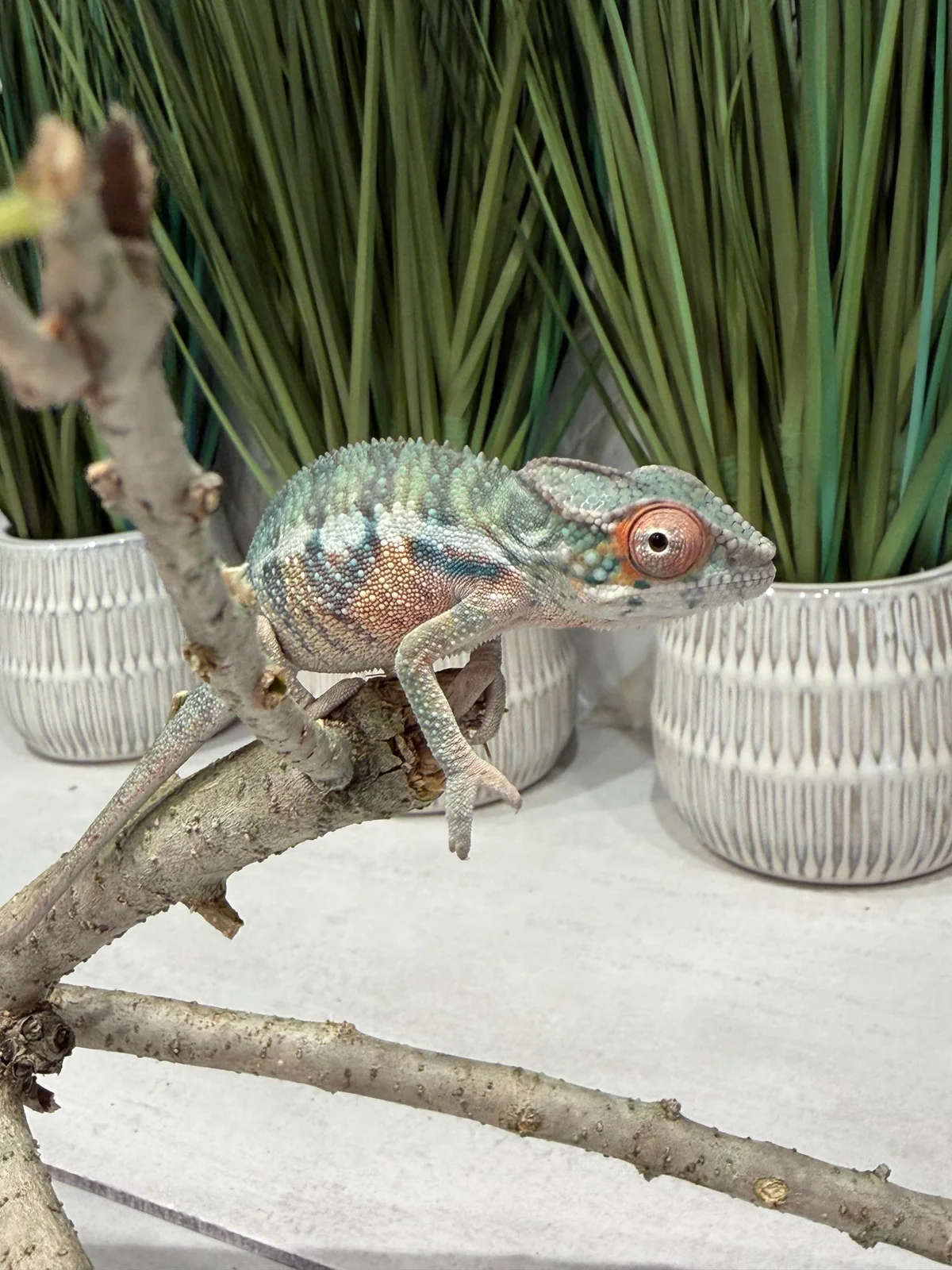 Pixel, Ambilobe Panther Chameleon