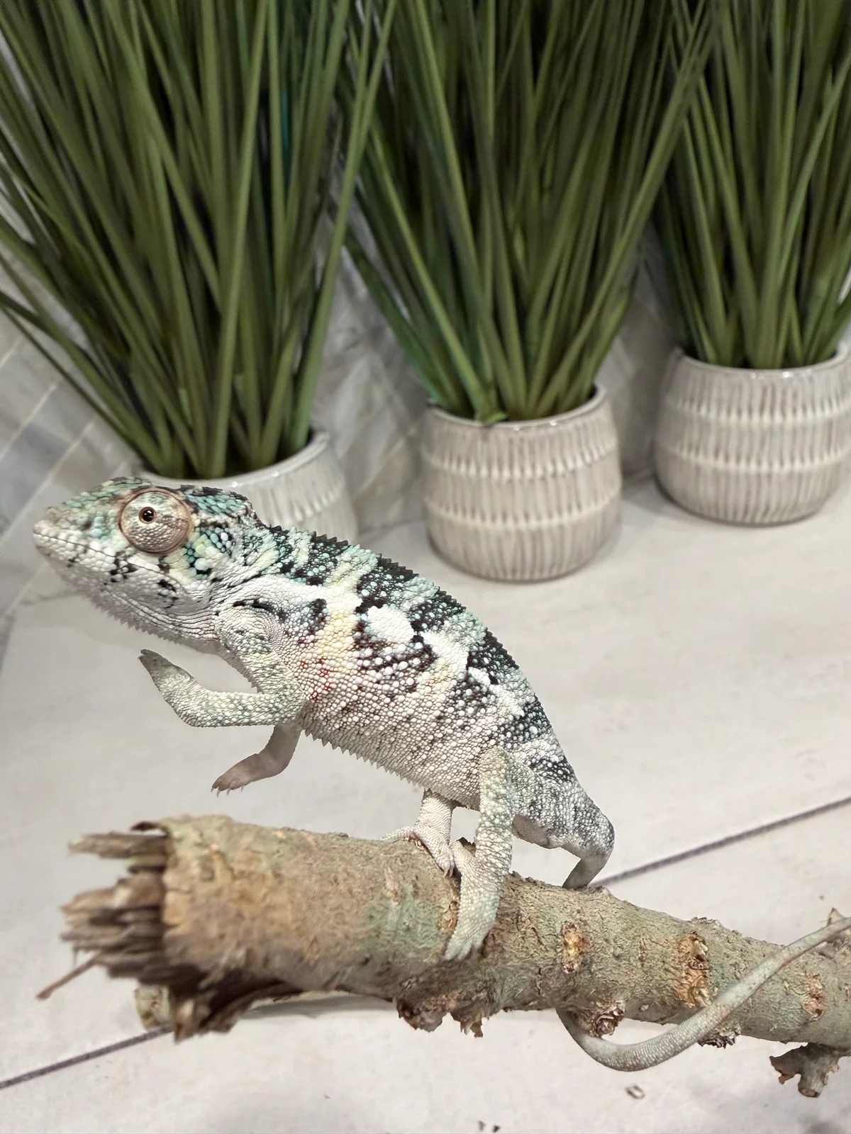 A13, Ambilobe Panther Chameleon