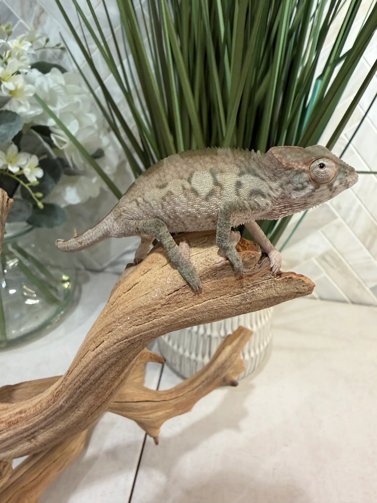 A20F, Ambilobe Panther Chameleon