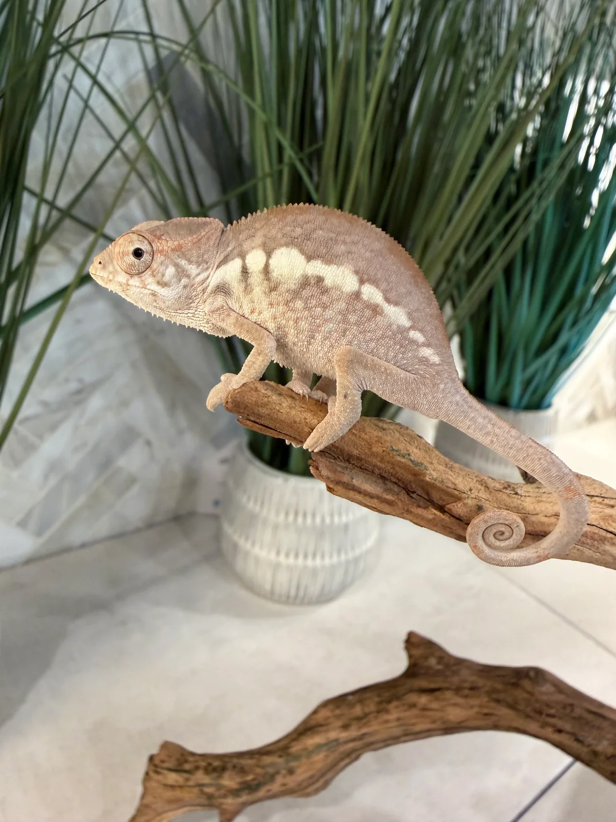 A22F, Ambilobe Panther Chameleon