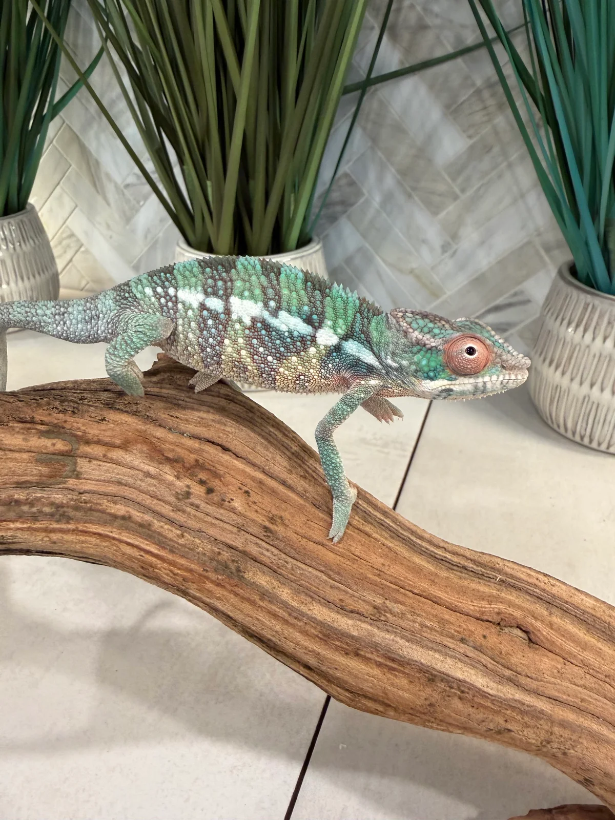 A25, Ambilobe Panther Chameleon