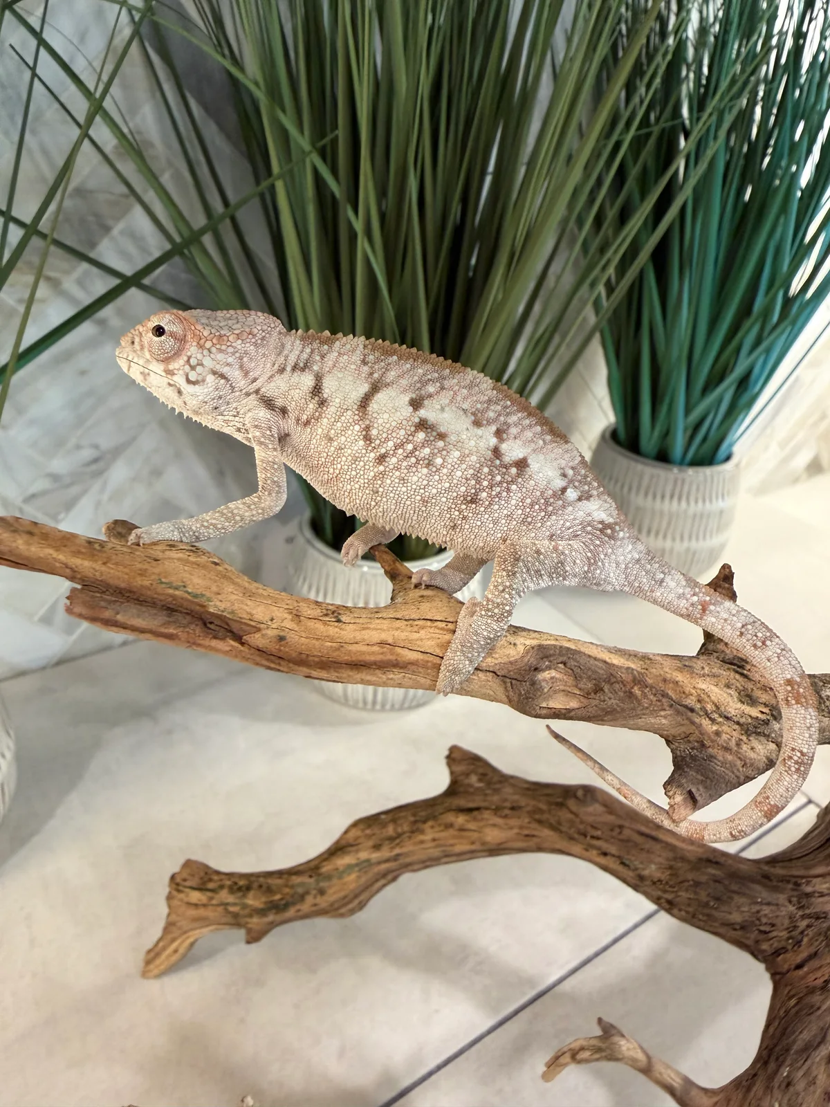 A26F, Ambilobe Panther Chameleon